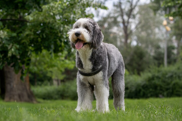 Cute fluffy Bearded Collie standing on green grass in a park on a sunny day
