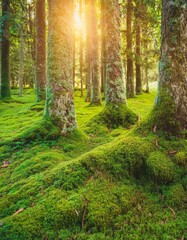 Obraz premium Magic beauty of green forest nature trees covered with moss