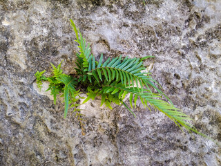 Fern sprouting from stone surface