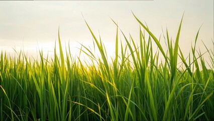 Grasses Rustling in the Wind Symbolizing Rebirth and Renewal
