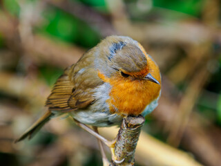 robin on a branch