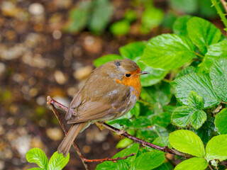 robin on branch