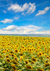 Fototapeta premium Sunflower fields landscapes on a bright sunny day with patterns formed in natural background.