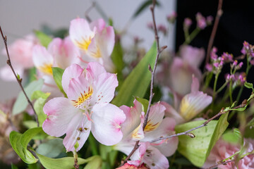 Fototapeta premium Bouquet of pink alstroemeria flowers, close up
