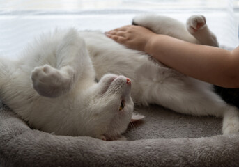 Leipzig. Germany. 05.18.2025 A white cat lies on its back in a soft gray bed, an