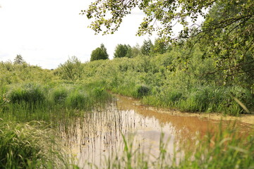 The Mesha River flows through a swampy area, disappearing into dense vegetation. Ukrainian Polissia, Chernihiv region.