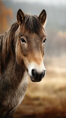 Obraz premium Majestic horse displays strength and beauty in a serene outdoor setting during golden hour