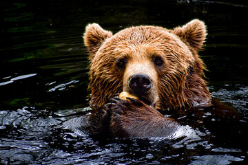 Fototapeta premium Braunbär im Wasser 