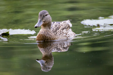 Fototapeta premium a female duck swims in a pond
