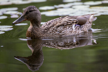 a female duck swims in a pond