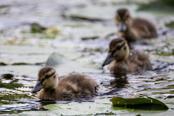 a group of cute ducklings swim in a pond