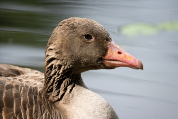 portrait picture of a gray goose head