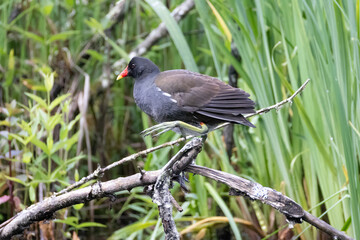 a moorhen stands on a branch in a pond