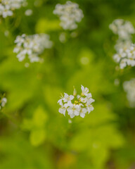 blossoming apple tree