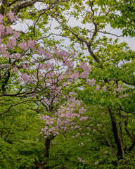 cherry tree in bloom