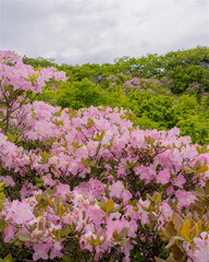 pink and white lilac flowers