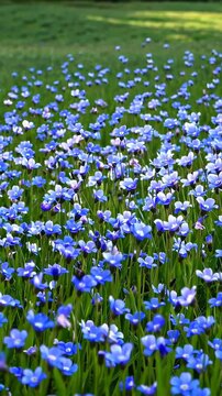 Delicate blue wildflowers gently swaying across verdant meadow, soft breeze moving through lush green grass under bright summer sunlight