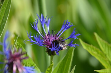 Mountain cornflower from the Asteraceae family. The flower has long thin blue petals and a purple core. A black and yellow bumblebee sits in the inflorescence and collects nectar from the flower.