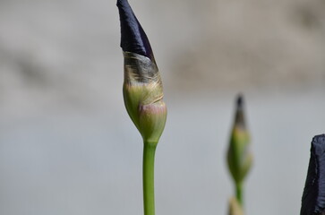 An iris bud in a flowerbed. A new bud of a future flower has ripened on a wide green stem. The bud is green below and purple above. The flower has not blossomed and is still tightly closed.