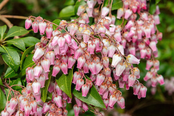 Japanese andromeda also called Japanese pieris (Pieris japonica). Closeup of delicate white and pink flowers. In Nara, Japan
