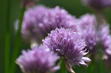 Purple flowers on thin green stems. Chives grow in small colonies in a flowerbed. Light purple...