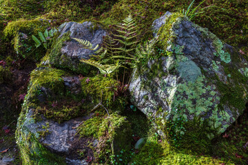 Ferns and Japanese moss growing on boulders in Yoshikien Garden in Nara, Japan.
