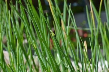 Young shoots of plants. The seeds of a cultivated plant, onion, have sprouted in the garden. They have long green stems with a rounded top. Fresh vegetables and greens in the garden.