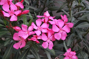 pink oleander, flowering mediterranean bush, pink flowers