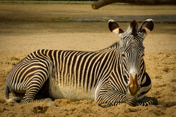 Zebra, liegend auf Sandboden