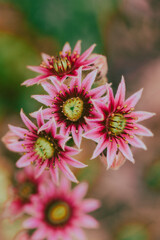 Beautiful macro photo of flower.