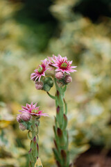 Beautiful macro photo of flower.
