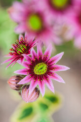Bright pink succulents display their unique star-like flowers in a lush garden
