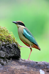 crazy bird stepping on dirt moss on stump while foraging in early morning, fairy pitta rare migrant bird to Thailand