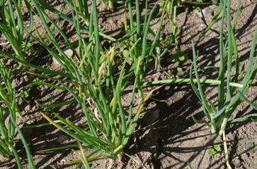 Young shoots of plants. The seeds of a cultivated plant, onion, have sprouted in the garden. They have long green stems with a rounded top. Fresh vegetables and greens in the garden.
