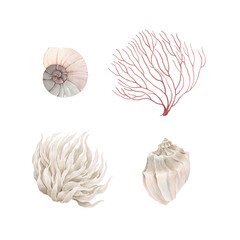 Watercolor set with delicate coral, shells and plant, isolated hand-drawn illustration for your decorative design card, poster or background.