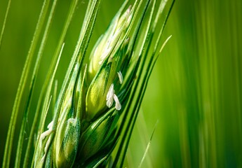 green wheat field
