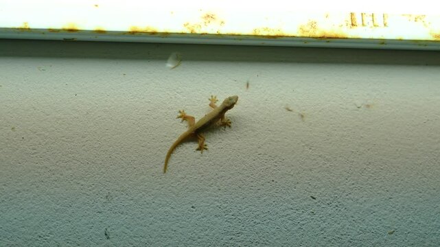 Small nimble gecko crawls on wall inside house catches insects moths at night near the light bulb, delicate feet of cute lizard navigating vertical surface remarkable agility, charming reptilian