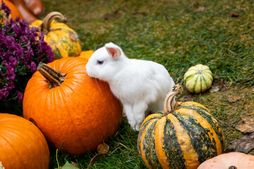 Cute White Bunny with Pumpkins in Autumn Scene