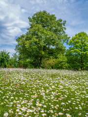 Wiese mit blühenden Margeriten, Wiesenmargerite (Leucanthemum vulgare) im Frühsommer, Höhenried, Bernried, Bayern, Deutschland, Europa