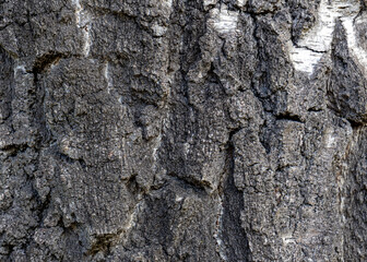 Close-up texture of dark birch bark with cracks and deep grooves