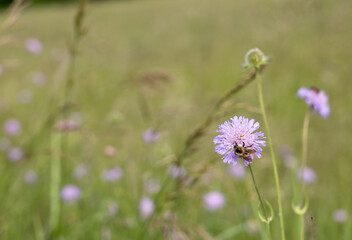 Macro of a honeybee collecting nectar from a purple field scabious. Fine floral texture and shallow depth of field