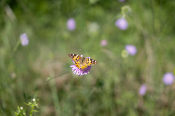 Bright orange butterfly rests on a violet fluffy flower. Summer macro scene with bokeh grass in the background