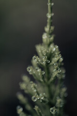 Delicate water droplets rest on the tips of vibrant green plant foliage