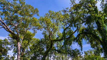 large and tall teak forest bathed in sunlight, with tall, slender trees reaching toward the sky. The soft rays of light filtering through the branches create a serene and enchanting woodland