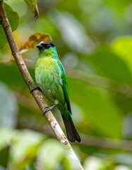 Naklejka premium Green bird. A Palm Tanager 