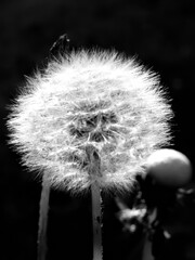 dandelion on black