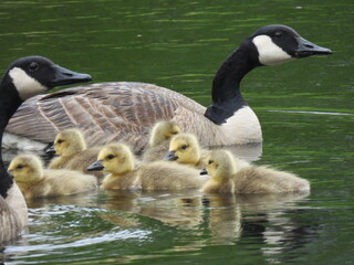 Goose and goslings2