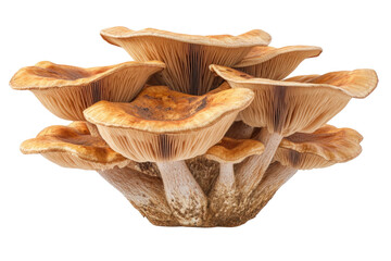 champignon mushrooms isolated on white background, with clipping path. PNG
