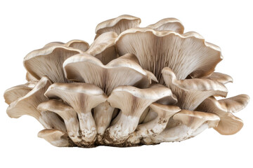 champignon mushrooms isolated on white background, with clipping path. PNG
