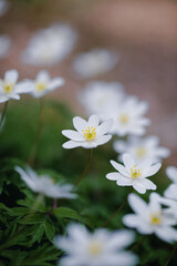 A vibrant display of white wildflowers covers the forest floor